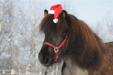 Islandponys zur Weihnachtszeit